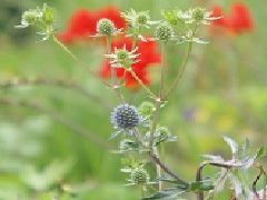 botanic-thistle-s.jpg